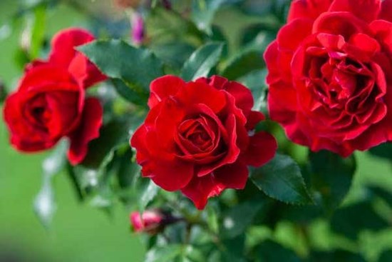 Trời không phụ lòng người: 3 con giáp tự tin, sáng tạo, ở đâu cũng tỏa sáng, làm gì cũng ra tiền