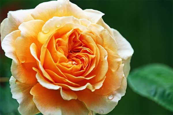 Trời không phụ lòng người: 3 con giáp tự tin, sáng tạo, ở đâu cũng tỏa sáng, làm gì cũng ra tiền-3