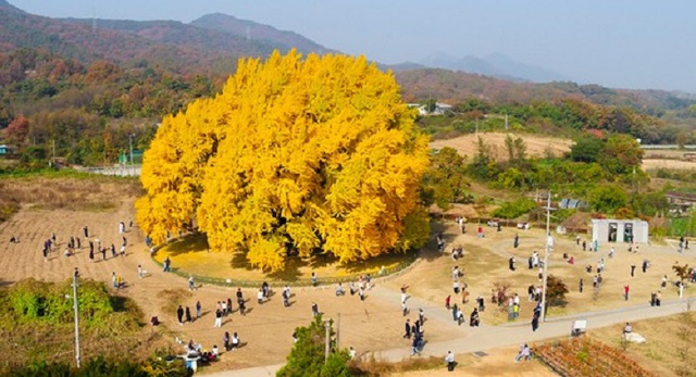 Cây ngân hạnh gần nghìn năm tuổi ở Hàn Quốc lại khoe sắc vàng rực cả góc trời khi mùa thu tới, cảnh đẹp mê mẩn hàng nghìn du khách-1
