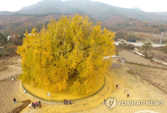 Cây ngân hạnh gần nghìn năm tuổi ở Hàn Quốc lại khoe sắc vàng rực cả góc trời khi mùa thu tới, cảnh đẹp mê mẩn hàng nghìn du khách-2