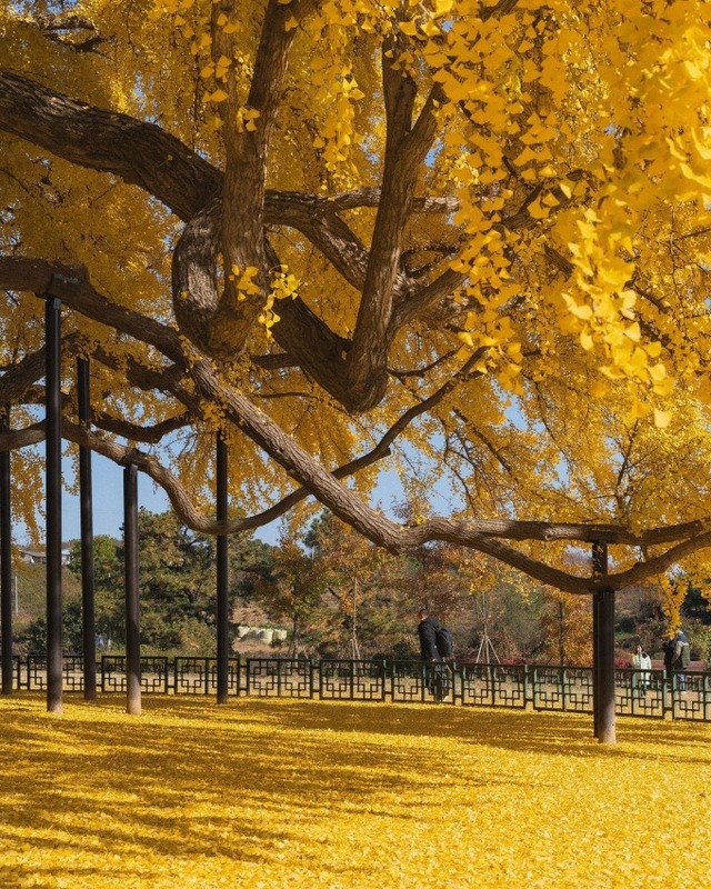 Cây ngân hạnh gần nghìn năm tuổi ở Hàn Quốc lại khoe sắc vàng rực cả góc trời khi mùa thu tới, cảnh đẹp mê mẩn hàng nghìn du khách-3