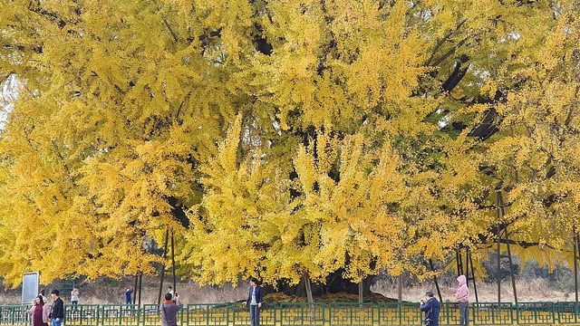 Cây ngân hạnh gần nghìn năm tuổi ở Hàn Quốc lại khoe sắc vàng rực cả góc trời khi mùa thu tới, cảnh đẹp mê mẩn hàng nghìn du khách-4
