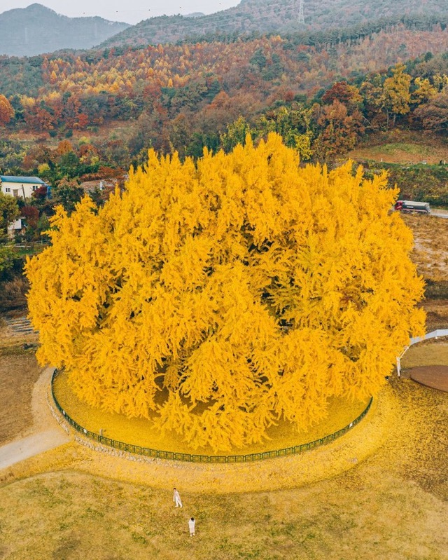 Cây ngân hạnh gần nghìn năm tuổi ở Hàn Quốc lại khoe sắc vàng rực cả góc trời khi mùa thu tới, cảnh đẹp mê mẩn hàng nghìn du khách-5