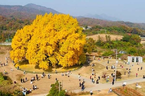 Cây ngân hạnh gần nghìn năm tuổi ở Hàn Quốc lại khoe sắc vàng rực cả góc trời khi mùa thu tới, cảnh đẹp mê mẩn hàng nghìn du khách
