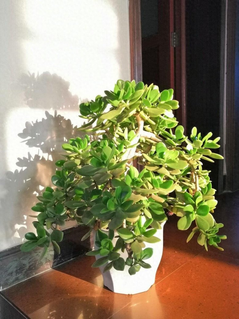 Cây cảnh này nở hoa là phúc lớn sắp về, đây là 4 mẹo để cây nở hoa-3