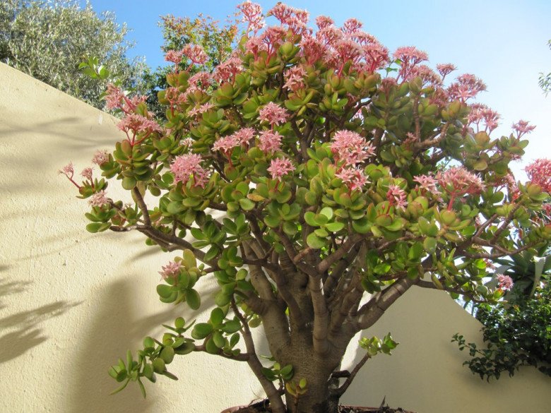 Cây cảnh này nở hoa là phúc lớn sắp về, đây là 4 mẹo để cây nở hoa-4