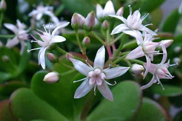 Tết sắp đến, trồng ngay 6 cây cảnh bụng bự để hút tài, thu lộc, năm mới tích lũy của cải dồi dào-15