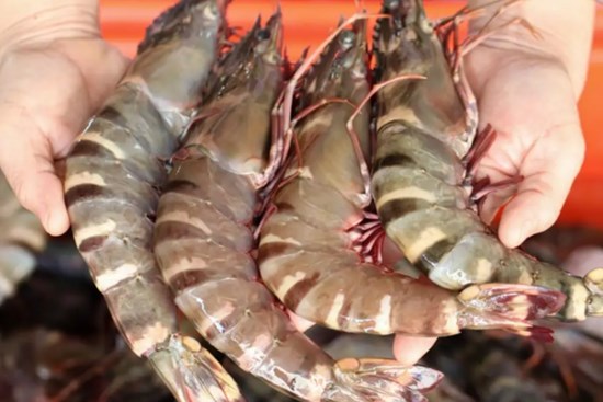 Cách chọn tôm tươi ngon