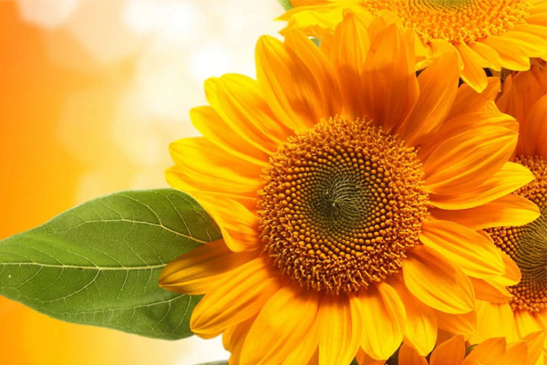 Nước chảy chỗ trũng: Từ 9/11, 3 con giáp hút tài lộc cực mạnh, tiền trong túi sinh sôi liên tục-4