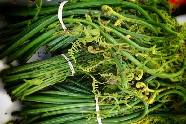 Loại cây dại được mệnh danh vua các loại rau, thuốc bổ cho nhiều người-1