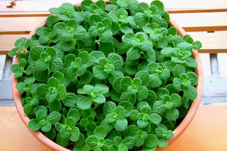 Loại cây này là mèo Thần Tài, trồng một chậu vừa diệt khuẩn lại gọi lộc vào nhà-1