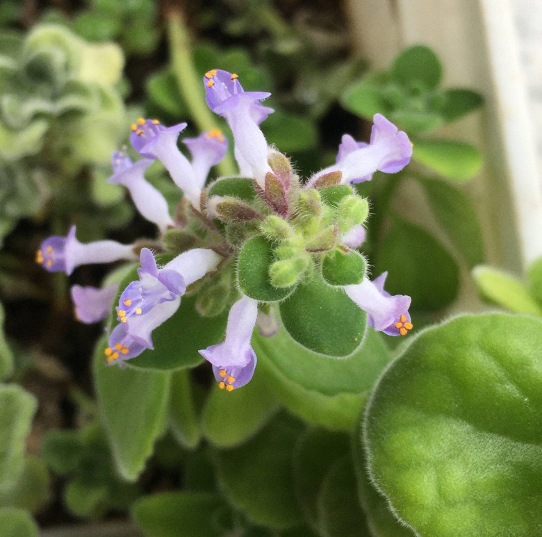 Loại cây này là mèo Thần Tài, trồng một chậu vừa diệt khuẩn lại gọi lộc vào nhà-2