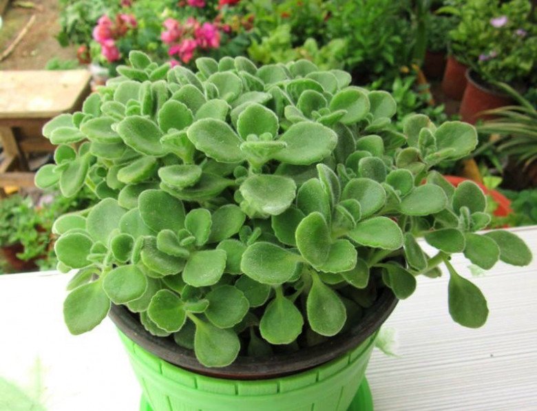 Loại cây này là mèo Thần Tài, trồng một chậu vừa diệt khuẩn lại gọi lộc vào nhà-3