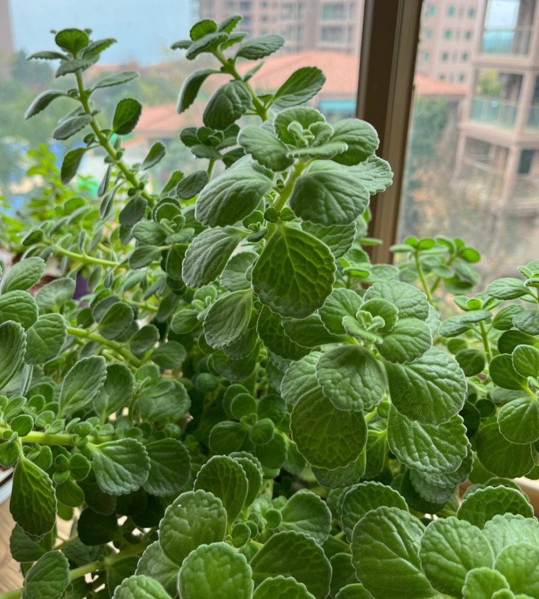 Loại cây này là mèo Thần Tài, trồng một chậu vừa diệt khuẩn lại gọi lộc vào nhà-4