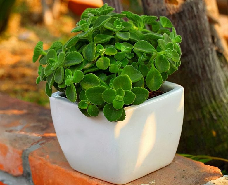 Loại cây này là mèo Thần Tài, trồng một chậu vừa diệt khuẩn lại gọi lộc vào nhà-5