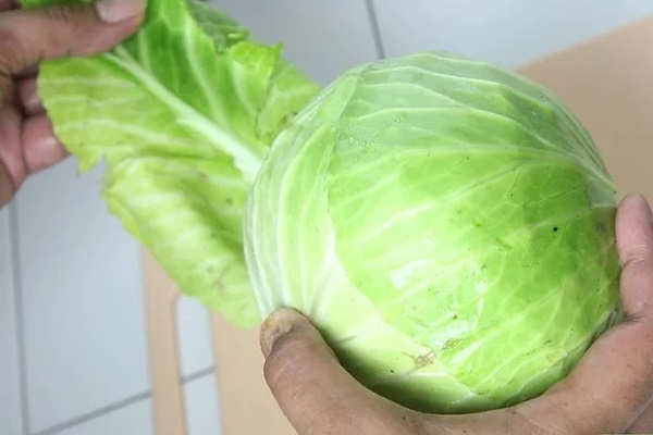 Buổi tối đắp lá bắp cải giúp giảm đau-1