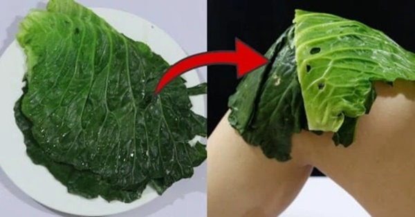 Buổi tối đắp lá bắp cải giúp giảm đau-2