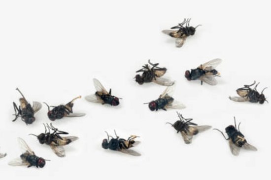 Cách đuổi ruồi hiệu quả