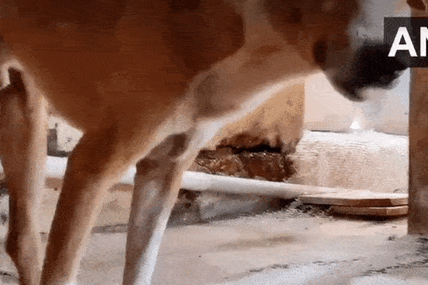 Chú chó đứng đợi ở nhà xác suốt 4 tháng mà không biết chủ nhân đã chết-1