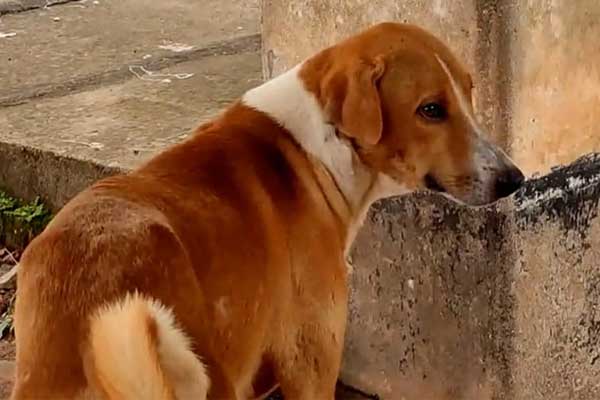 Chú chó đứng đợi ở nhà xác suốt 4 tháng mà không biết chủ nhân đã chết-2