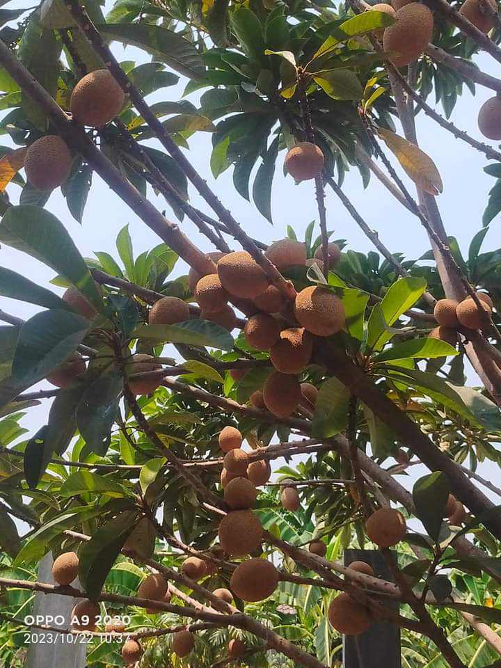 Thấy hồng xiêm lạ”, anh nông dân chi 200 triệu để mua giống về trồng-1