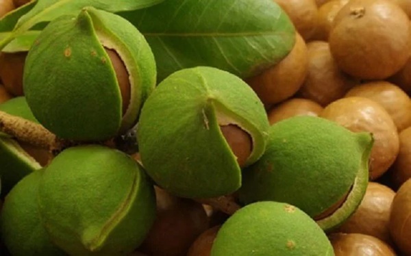 1 loại hạt được mệnh danh nữ hoàng quả khô”, giá trị dinh dưỡng cực cao, nhưng đắt xắt ra miếng”-1