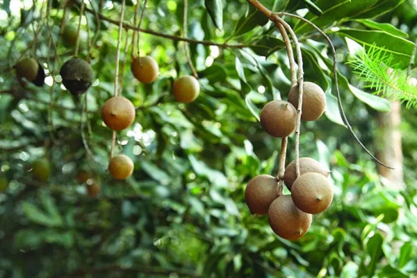 1 loại hạt được mệnh danh nữ hoàng quả khô”, giá trị dinh dưỡng cực cao, nhưng đắt xắt ra miếng”-3