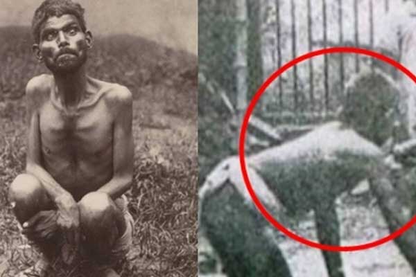 Ấn Độ: Con sói cuối cùng trong đàn sói chuyên săn người bị tiêu diệt-2