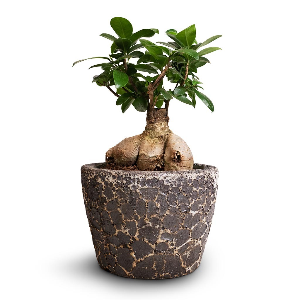 Tết sắp đến, trồng ngay 6 cây cảnh bụng bự để hút tài, thu lộc, năm mới tích lũy của cải dồi dào-2