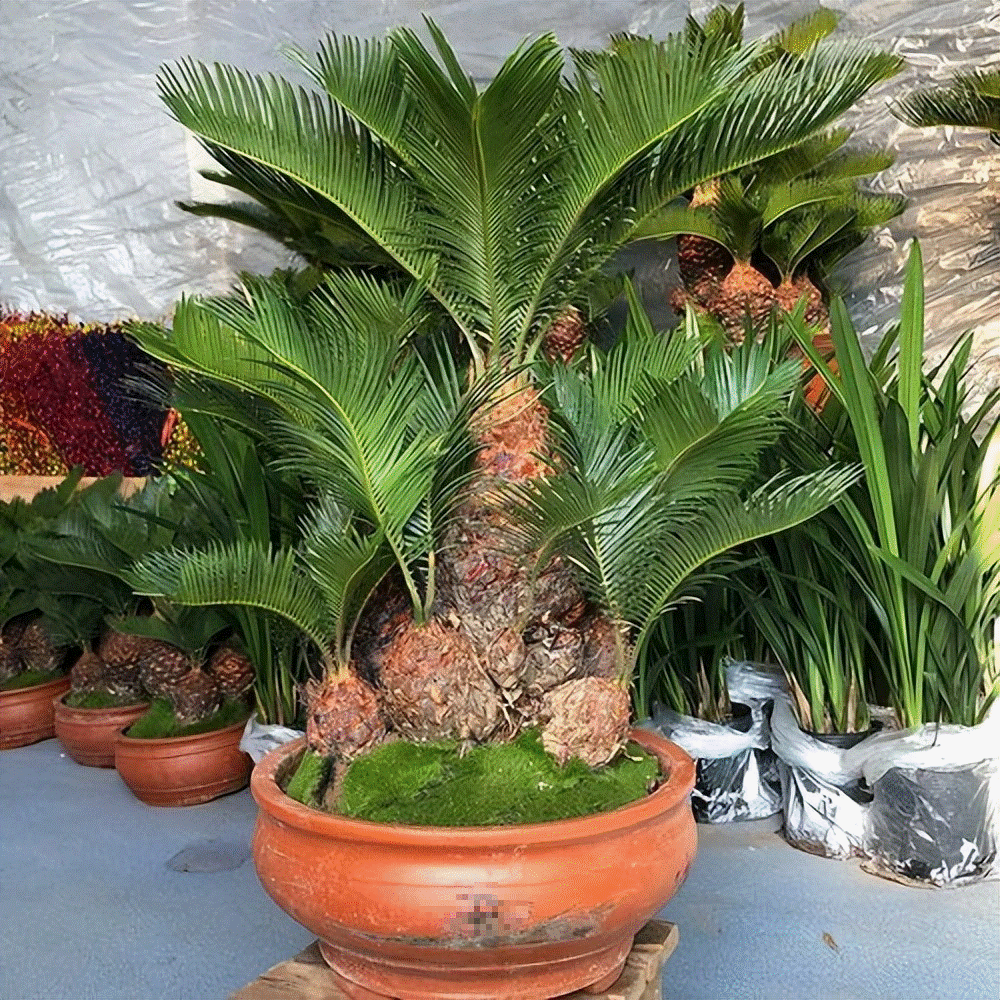 Tết sắp đến, trồng ngay 6 cây cảnh bụng bự để hút tài, thu lộc, năm mới tích lũy của cải dồi dào-3