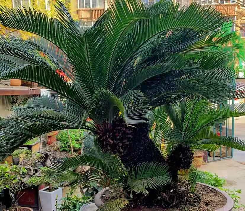 Tết sắp đến, trồng ngay 6 cây cảnh bụng bự để hút tài, thu lộc, năm mới tích lũy của cải dồi dào-4