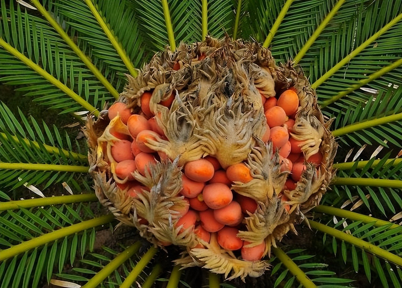 Tết sắp đến, trồng ngay 6 cây cảnh bụng bự để hút tài, thu lộc, năm mới tích lũy của cải dồi dào-5