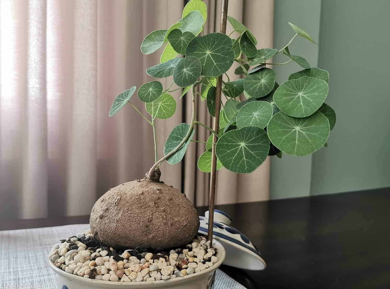 Tết sắp đến, trồng ngay 6 cây cảnh bụng bự để hút tài, thu lộc, năm mới tích lũy của cải dồi dào-6