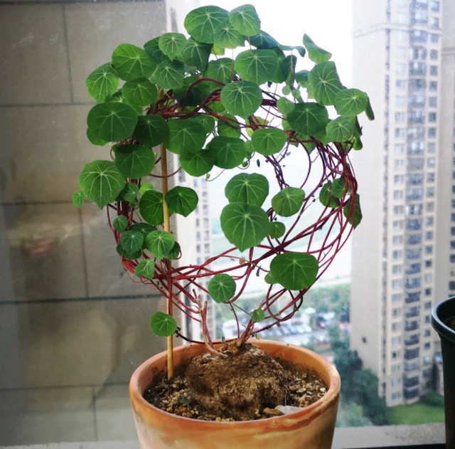 Tết sắp đến, trồng ngay 6 cây cảnh bụng bự để hút tài, thu lộc, năm mới tích lũy của cải dồi dào-7