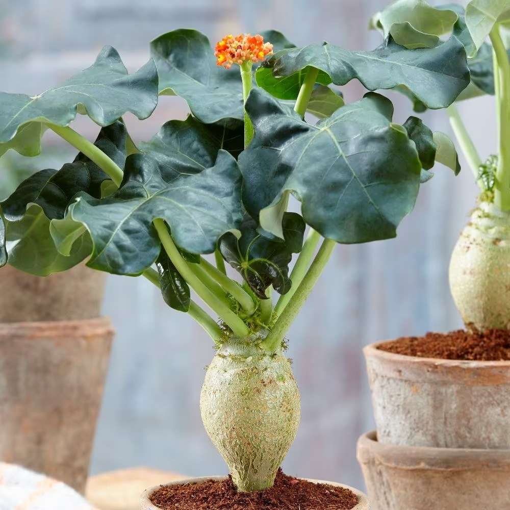 Tết sắp đến, trồng ngay 6 cây cảnh bụng bự để hút tài, thu lộc, năm mới tích lũy của cải dồi dào-8