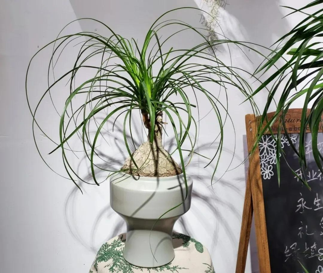 Tết sắp đến, trồng ngay 6 cây cảnh bụng bự để hút tài, thu lộc, năm mới tích lũy của cải dồi dào-12