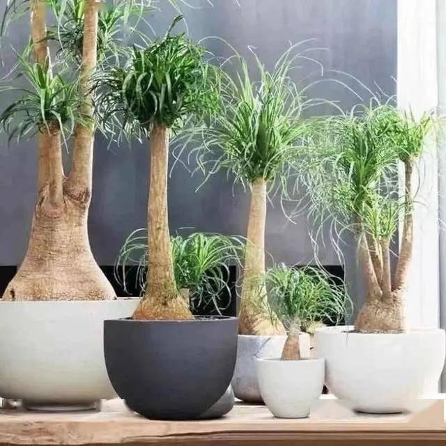 Tết sắp đến, trồng ngay 6 cây cảnh bụng bự để hút tài, thu lộc, năm mới tích lũy của cải dồi dào-14