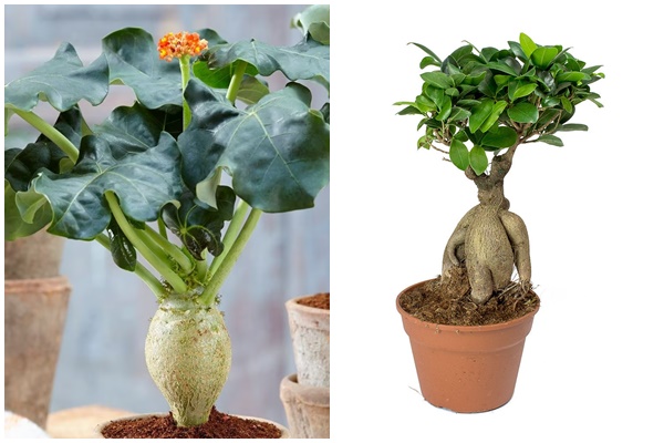 Để hoa giấy nở nhiều đúng dịp Tết, hãy nhớ quy tắc 1 nhiều – 1 ít” này-4