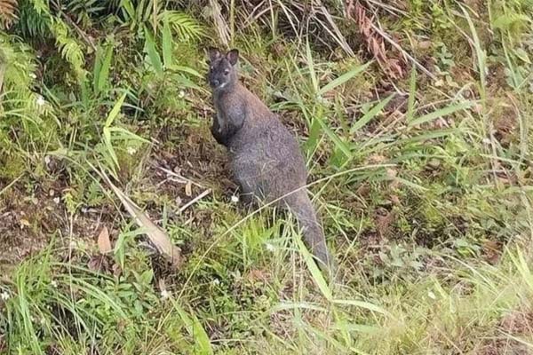 Khám xét trụ sở, bắt Phó giám đốc hãng xe Thành Bưởi-3