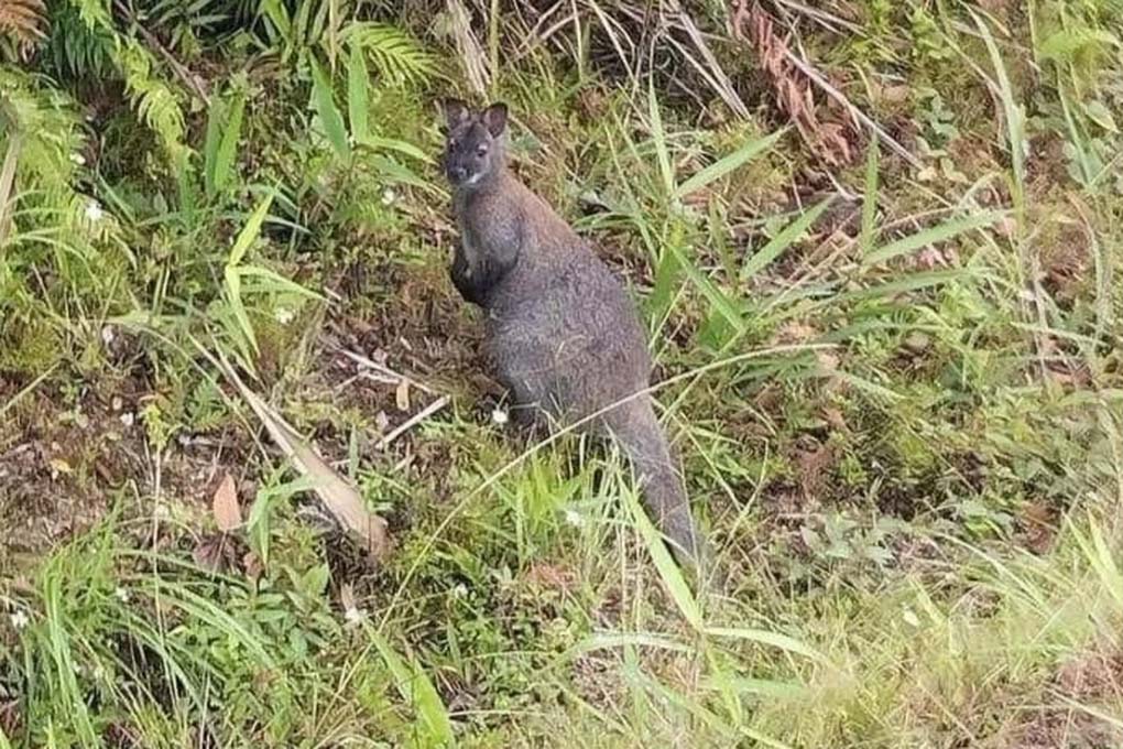 Bắt được 3 con chuột túi ở Cao Bằng-2