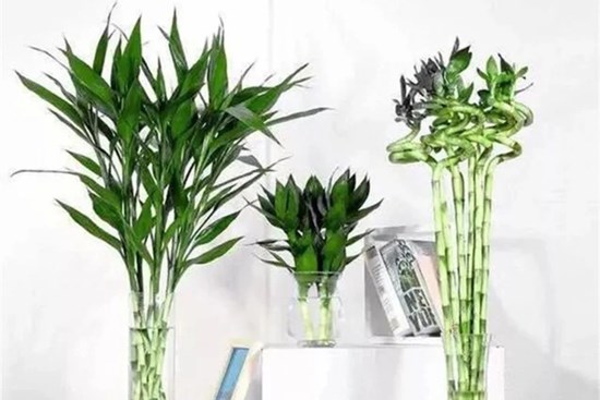 Trồng trúc phát tài đừng chỉ thêm nước, làm 3 điều này lá xanh tươi tốt, đưa lộc vào nhà