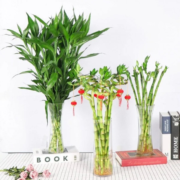 Trồng trúc phát tài đừng chỉ thêm nước, làm 3 điều này lá xanh tươi tốt, đưa lộc vào nhà-1