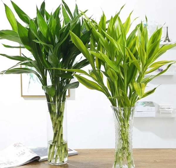 Trồng trúc phát tài đừng chỉ thêm nước, làm 3 điều này lá xanh tươi tốt, đưa lộc vào nhà-2