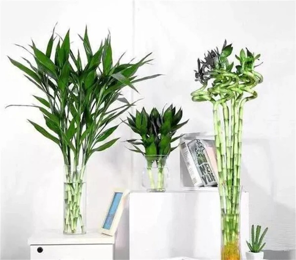 Trồng trúc phát tài đừng chỉ thêm nước, làm 3 điều này lá xanh tươi tốt, đưa lộc vào nhà-3