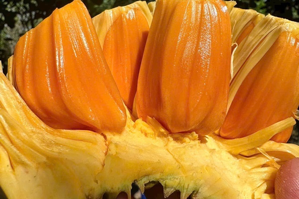 Trung Quốc gom mua mít ruột đỏ với giá cao chót vót-1