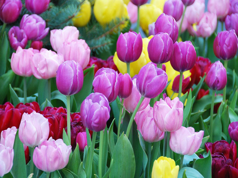 Lộc bất tận hưởng: 3 con giáp tỉ mỉ, tận tâm, tự thân làm giàu, sau 35 trúng quả đậm-1