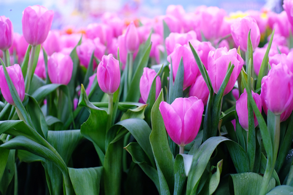 Đúng là sự kết hợp giữa Thần tài và quý nhân, 3 cặp đôi con giáp này lấy nhau sẽ giàu có đến già-4