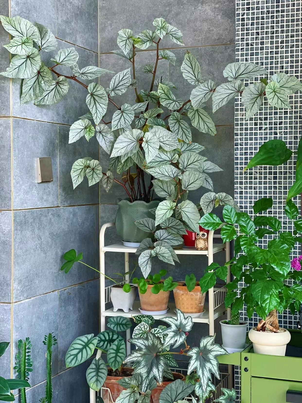 3 mẹo hay giúp cô gái trẻ nổi tiếng nhờ trồng hoa trên ban công 9m2-4