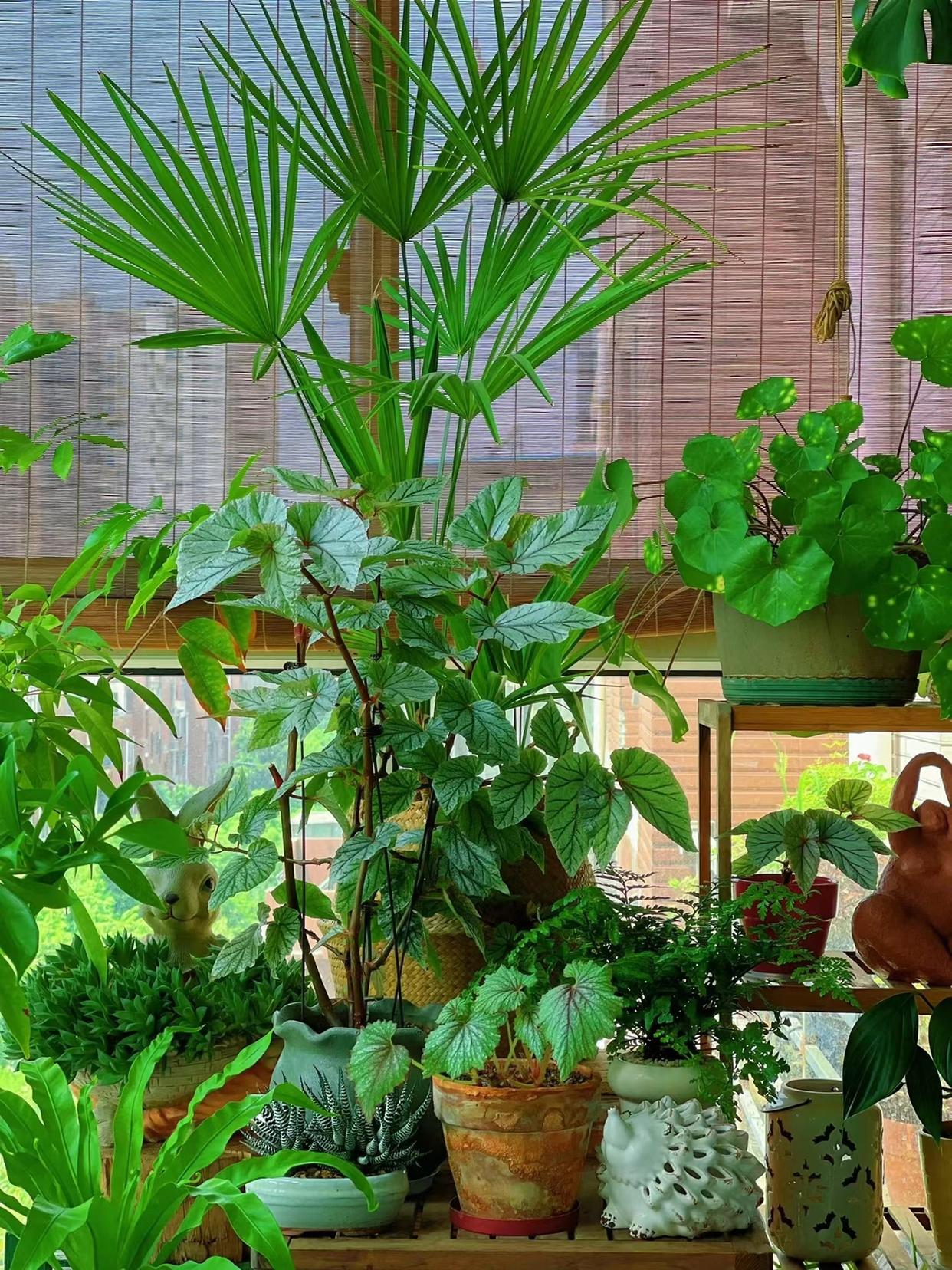 3 mẹo hay giúp cô gái trẻ nổi tiếng nhờ trồng hoa trên ban công 9m2-5