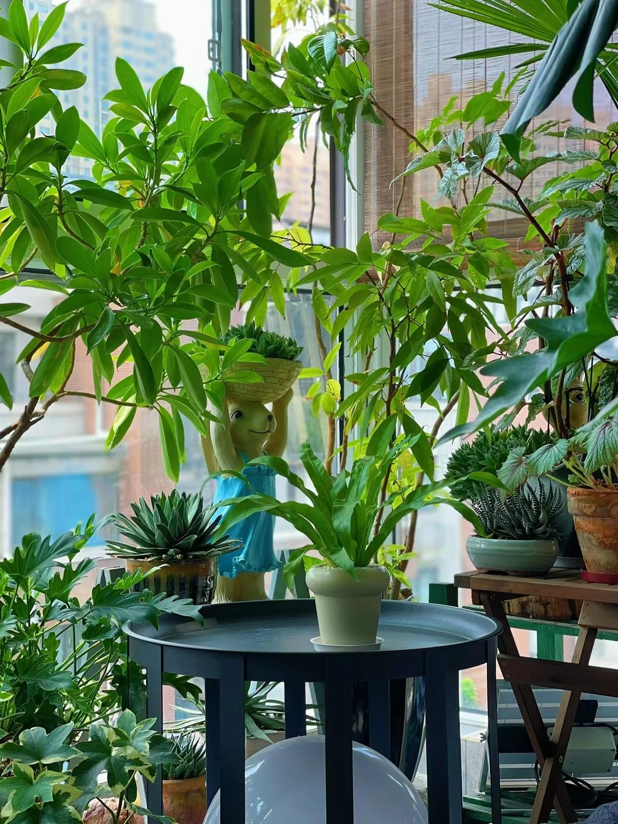 3 mẹo hay giúp cô gái trẻ nổi tiếng nhờ trồng hoa trên ban công 9m2-6